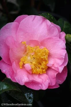 Autumn Pink Icicle Cold Hardy Camellia - 7 Gallon Pot -Garden Plant Shop Camellia Pink Icicle 20 1