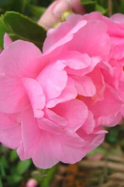 Autumn Pink Icicle Cold Hardy Camellia - 7 Gallon Pot -Garden Plant Shop Camellia Pink Icicle 6 1