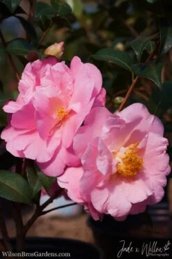 Autumn Pink Icicle Cold Hardy Camellia - 7 Gallon Pot -Garden Plant Shop Camellia Pink Icicle JW 1 1