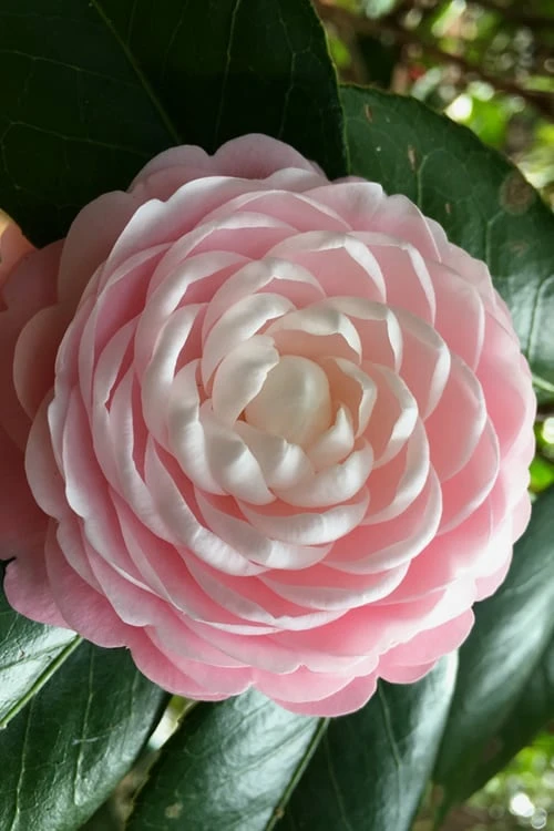 Pink Perfection Camellia Japonica - 6 Pack Of 1 Gallon Pots 1 Pink Perfection Camellia Japonica - 6 Pack Of 1 Gallon Pots