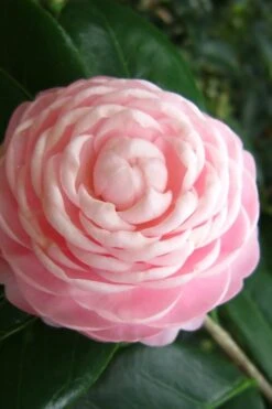 Pink Perfection Camellia Japonica - 1 Gallon Pot 9 Pink Perfection Camellia Japonica - 1 Gallon Pot -Garden Plant Shop Camellia Pink Perfection 27 1