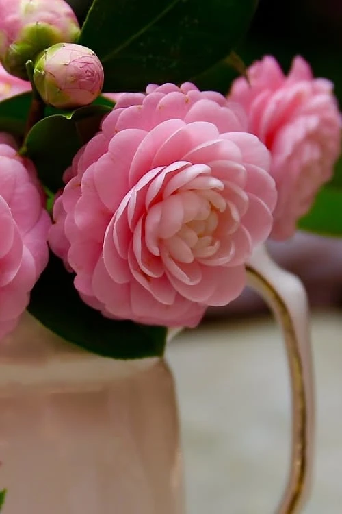 Pink Perfection Camellia Japonica - 7 Gallon Pot (3-4') 5 Pink Perfection Camellia Japonica - 7 Gallon Pot (3-4') - Image 5