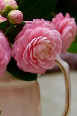 Pink Perfection Camellia Japonica - 6 Pack Of 1 Gallon Pots 10 Pink Perfection Camellia Japonica - 6 Pack Of 1 Gallon Pots -Garden Plant Shop Camellia Pink Perfection 29 4