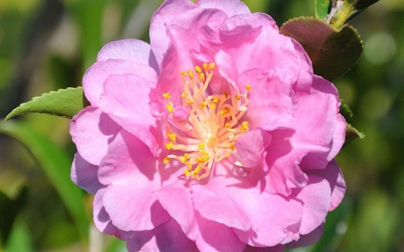 Pink Stella Camellia Sasanqua - 2 Gallon Pot 4 Pink Stella Camellia Sasanqua - 2 Gallon Pot - Image 4
