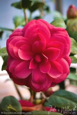 Purple Dawn Camellia Japonica - 7 Gallon Pot (3-4') -Garden Plant Shop Camellia Purple Dawn JW 1 3