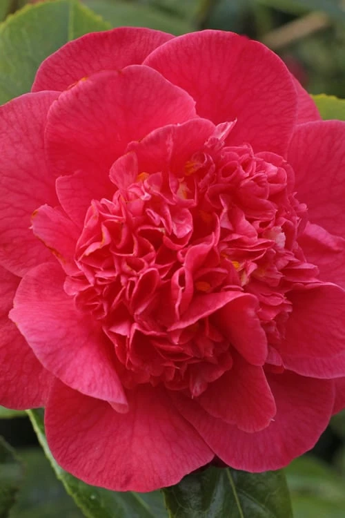 Red Fellow Camellia Japonica - 1 Gallon Pot 4 Red Fellow Camellia Japonica - 1 Gallon Pot - Image 4