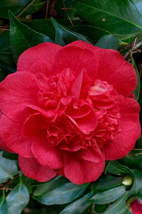 Red Fellow Camellia Japonica - 1 Gallon Pot 1 Red Fellow Camellia Japonica - 1 Gallon Pot
