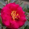 Reverend Ida Red ShiShi Gashira Dwarf Camellia Sasanqua - 1 Gallon Pot