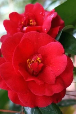 Rosehill Red Camellia - 3 Gallon Pot 7 Rosehill Red Camellia - 3 Gallon Pot -Garden Plant Shop Camellia Rose Hill Red 2