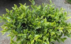 Royal Flush Shi Shi Variegated Camellia Sasanqua - 3 Gallon Pot 7 Royal Flush Shi Shi Variegated Camellia Sasanqua - 3 Gallon Pot -Garden Plant Shop Camellia Royal Flush Shi Shi 2 1