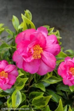 Royal Flush Shi Shi Variegated Camellia Sasanqua - 1 Gallon Pot