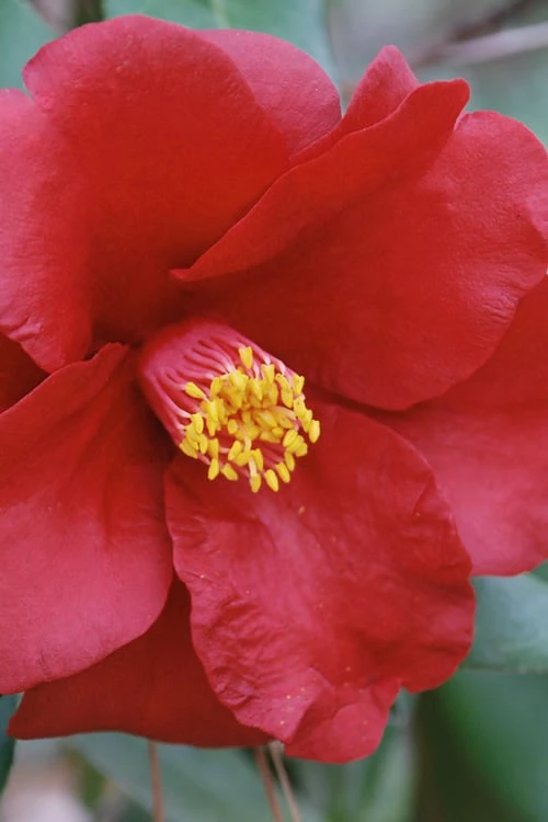 Royal Velvet Red Camellia Japonica - 7 Gallon Pot 5 Royal Velvet Red Camellia Japonica - 7 Gallon Pot - Image 5