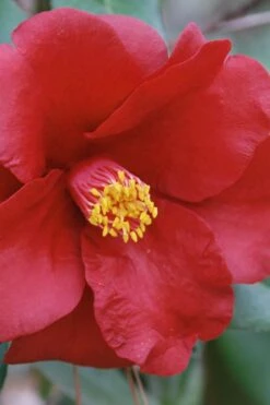 Royal Velvet Red Camellia Japonica - 3 Gallon Pot 9 Royal Velvet Red Camellia Japonica - 3 Gallon Pot -Garden Plant Shop Camellia Royal Velvet 2