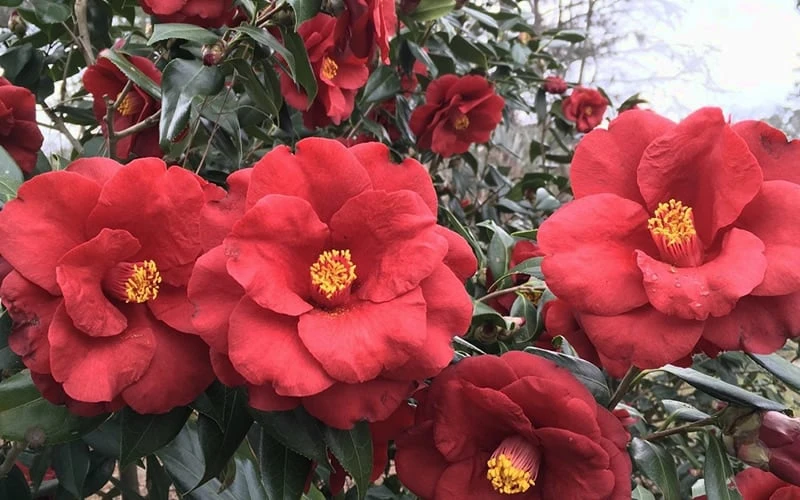 Royal Velvet Red Camellia Japonica - 7 Gallon Pot 4 Royal Velvet Red Camellia Japonica - 7 Gallon Pot - Image 4