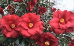 Royal Velvet Red Camellia Japonica - 3 Gallon Pot 8 Royal Velvet Red Camellia Japonica - 3 Gallon Pot -Garden Plant Shop Camellia Royal Velvet 3