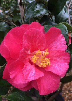 Rutledge Minnix Camellia Japonica - 3 Gallon Pot -Garden Plant Shop Camellia Rutledge Minnix 2