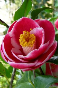 Sadaharu Oh Camellia - 3 Gallon Pot 13 Sadaharu Oh Camellia - 3 Gallon Pot -Garden Plant Shop Camellia Sadaharu Oh 6 1