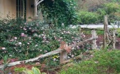 Sarrel Dwarf Camellia Sasanqua - 3 Gallon Pot -Garden Plant Shop Camellia Sarrel 5 1