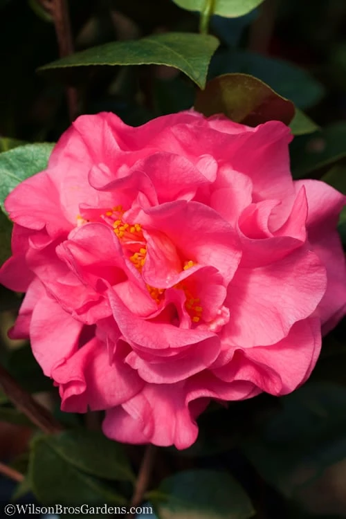 Scentsation Fragrant Camellia Japonica - 3 Gallon Pot 1 Scentsation Fragrant Camellia Japonica - 3 Gallon Pot