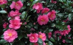 Shishi Gashira Dwarf Camellia Sasanqua - 2.5 Quart Pot -Garden Plant Shop Camellia Shishi Gashira 24 1