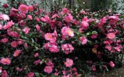 Shishi Gashira Dwarf Camellia Sasanqua - 2 Gallon Pot -Garden Plant Shop Camellia Shishi Gashira 5