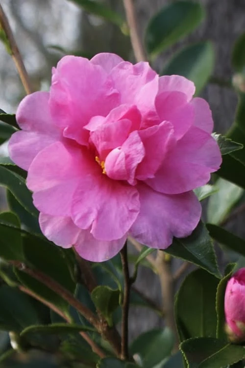 Showa No Sakae Dwarf Camellia Sasanqua - 1 Gallon Pot 1 Showa No Sakae Dwarf Camellia Sasanqua - 1 Gallon Pot