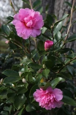 Showa No Sakae Dwarf Camellia Sasanqua - 3 Gallon Pot -Garden Plant Shop Camellia Showa No Sakae 12 1