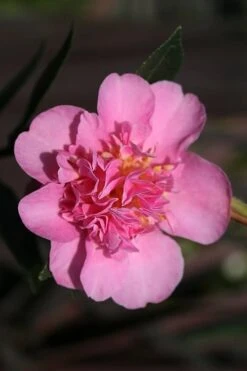 Showa No Sakae Dwarf Camellia Sasanqua - 1 Gallon Pot 11 Showa No Sakae Dwarf Camellia Sasanqua - 1 Gallon Pot -Garden Plant Shop Camellia Showa No Sakae 13