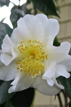 Silver Waves Camellia Japonica - 1 Gallon Pot -Garden Plant Shop Camellia Silver Waves 6