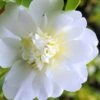 Snow Flurry Cold Hardy Camellia Hybrid - 1 Gallon Pot