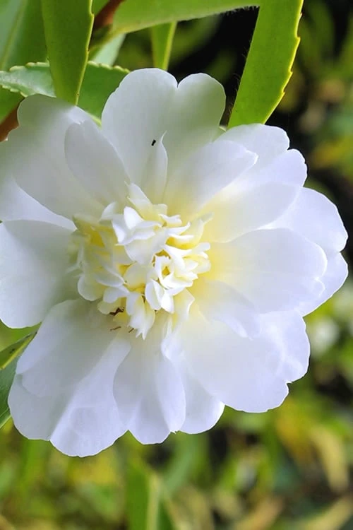 Snow Flurry Cold Hardy Camellia Hybrid - 1 Gallon Pot -Garden Plant Shop Camellia Snow Flurry 1 1