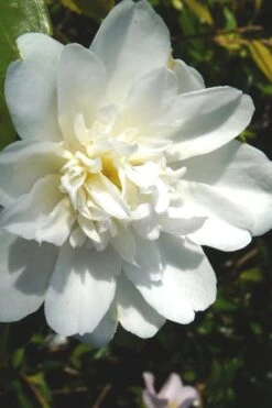 Snow Flurry Cold Hardy Camellia Hybrid - 1 Gallon Pot -Garden Plant Shop Camellia Snow Flurry 2 1