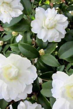 Snow Flurry Cold Hardy Camellia Hybrid - 3 Gallon Pot -Garden Plant Shop Camellia Snow Flurry 6