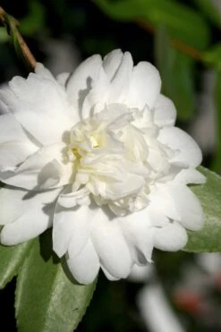Snow Flurry Cold Hardy Camellia Hybrid - 3 Gallon Pot -Garden Plant Shop Camellia Snow Flurry 8
