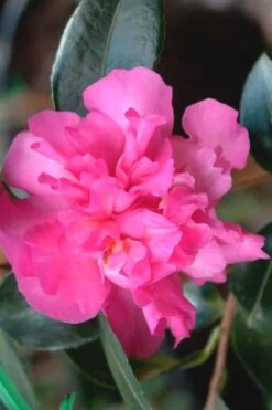 Sparkling Burgundy Camellia Sasanqua - 3 Gallon Pot -Garden Plant Shop Camellia Sparkling Burgundy 21