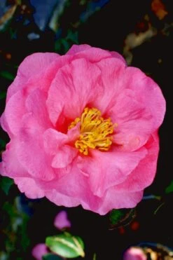 Stephanie Golden Dwarf Camellia Sasanqua - 1 Gallon Pot 9 Stephanie Golden Dwarf Camellia Sasanqua - 1 Gallon Pot -Garden Plant Shop Camellia Stephanie Golden 12 1