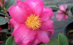 Stephanie Golden Dwarf Camellia Sasanqua - 1 Gallon Pot 8 Stephanie Golden Dwarf Camellia Sasanqua - 1 Gallon Pot -Garden Plant Shop Camellia Stephanie Golden Closeup Flower 1
