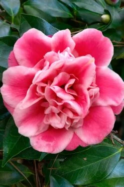 Tama Bambino Camellia Japonica - 1 Gallon Pot -Garden Plant Shop Camellia Tama Bambino 1 1