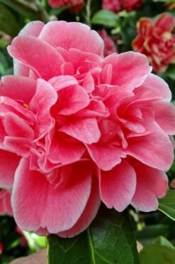 Tama Bambino Camellia Japonica - 1 Gallon Pot -Garden Plant Shop Camellia Tama Bambino 10 1