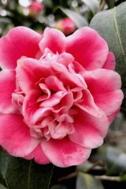 Tama Bambino Camellia Japonica - 1 Gallon Pot -Garden Plant Shop Camellia Tama Bambino 11 1