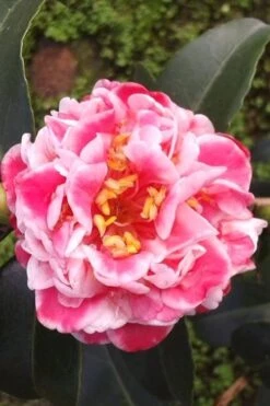 Tama Bambino Camellia Japonica - 1 Gallon Pot -Garden Plant Shop Camellia Tama Bambino 2 1