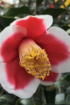 Tama No Ura Weeping Camellia Japonica - 1 Gallon Pot -Garden Plant Shop Camellia Tama No Ura 1