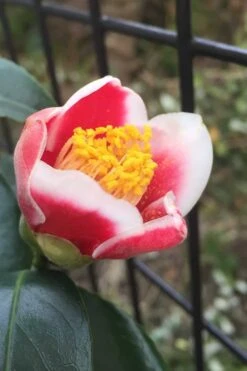 Tama No Ura Weeping Camellia Japonica - 1 Gallon Pot -Garden Plant Shop Camellia Tama No Ura 4