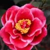 Tama Vino Camellia Japonica - 1 Gallon Pot