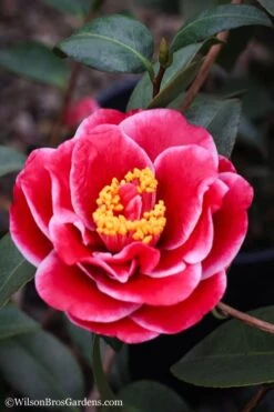 Tama Vino Camellia Japonica - 3 Gallon Pot -Garden Plant Shop Camellia Tama Vinio 7