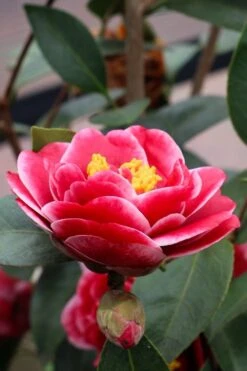 Tama Vino Camellia Japonica - 3 Gallon Pot -Garden Plant Shop Camellia Tama Vinio 8
