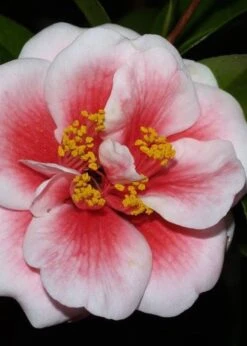 Tama Vino Camellia Japonica - 3 Gallon Pot -Garden Plant Shop Camellia Tama Vino 4