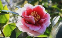 Tama Vino Camellia Japonica - 3 Gallon Pot -Garden Plant Shop Camellia Tama Vino 7