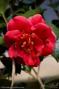 Tama Vino Camellia Japonica - 1 Gallon Pot -Garden Plant Shop Camellia Tama Vino JW 1 1