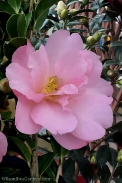 Taylors Perfection Pink Camellia Hybrid - 3 Gallon Pot -Garden Plant Shop Camellia Taylors Perfection 60